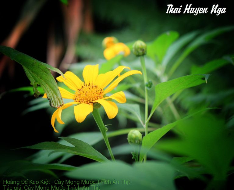 Hoàng Đế Keo Kiệt – Cây Mọng Mước Thích Ăn Thịt