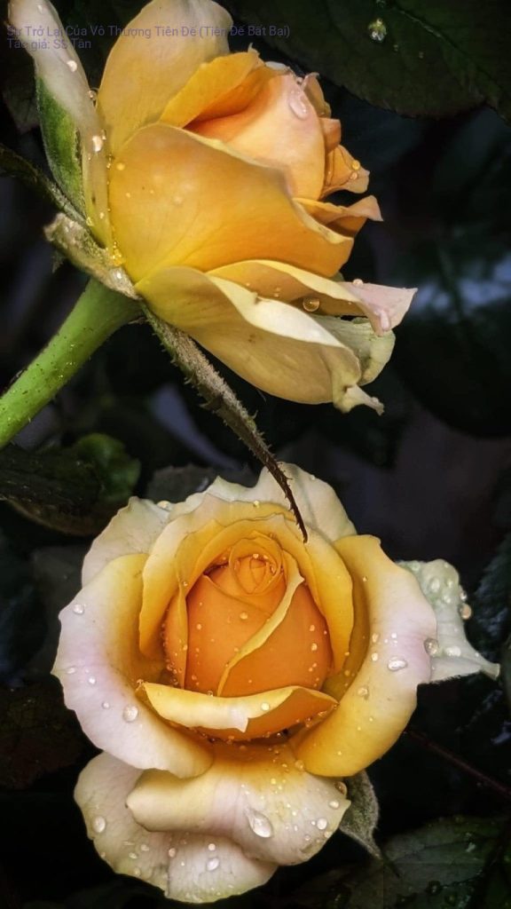 Sự Trở Lại Của Vô Thượng Tiên Đế (Tiên Đế Bất Bại)