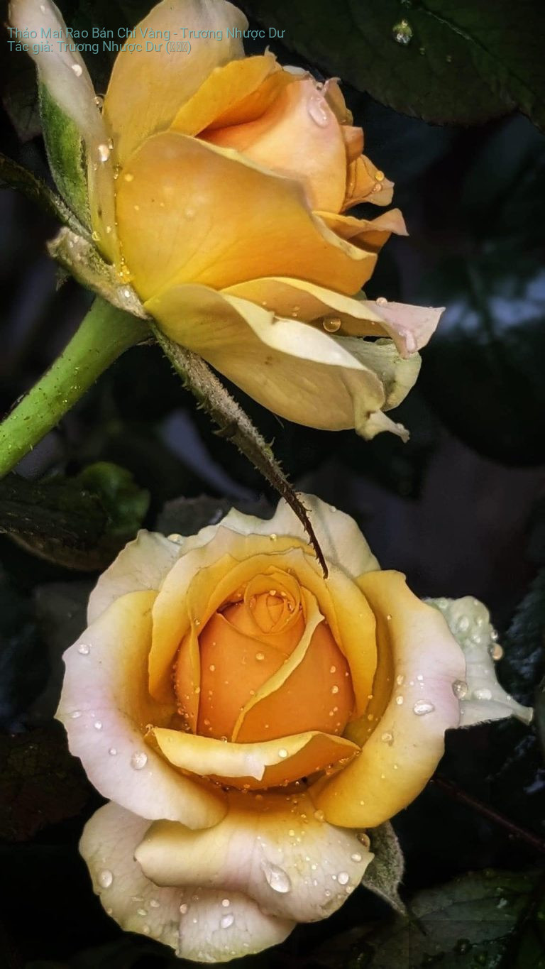 Thảo Mai Rao Bán Chỉ Vàng – Trương Nhược Dư