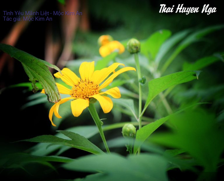 Tình Yêu Mãnh Liệt – Mộc Kim An