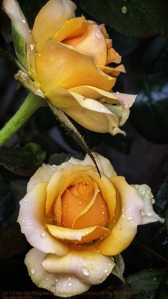 Tôi Trở Nên Nổi Tiếng Sau Khi Tham Gia Show Hoang Dã Của Vợ Chồng