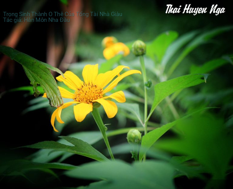 Trọng Sinh Thành O Thê Của Tổng Tài Nhà Giàu