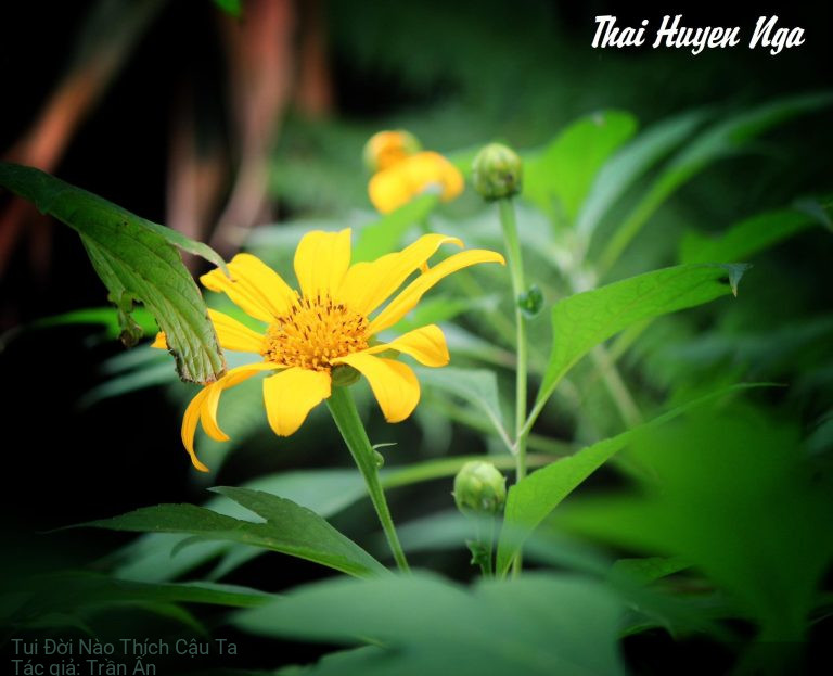 Tui Đời Nào Thích Cậu Ta