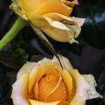 Vợ Nhỏ, Cuối Cùng Em Đã Lớn!