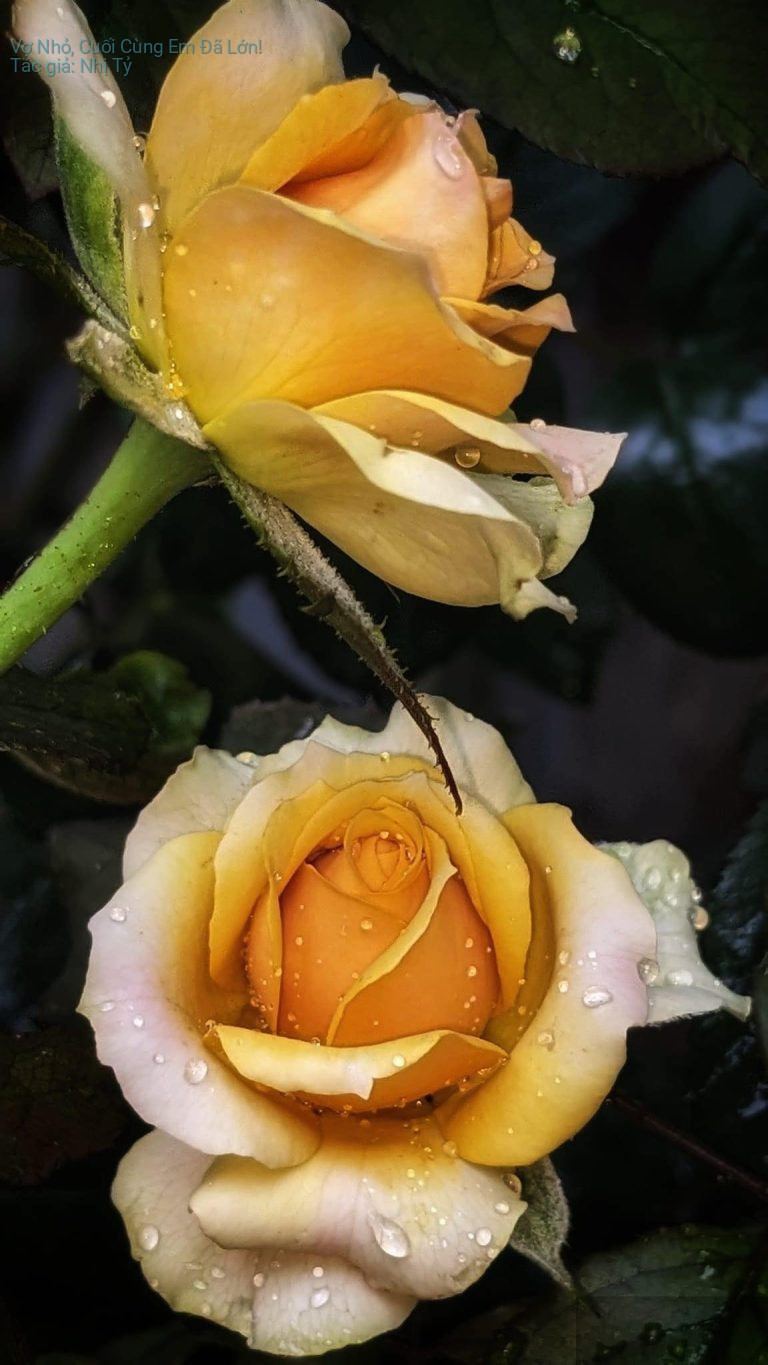 Vợ Nhỏ, Cuối Cùng Em Đã Lớn!